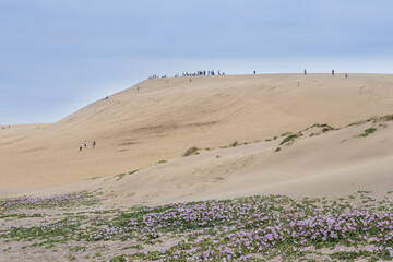 鳥取砂丘