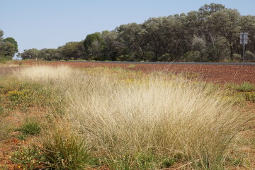 Spinifex on side of road western Queensland.