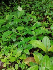 green leaves background