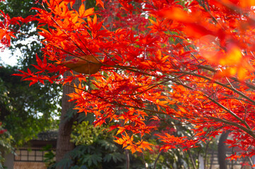 Hubei Wuhan East Lake Scenic Area Late Autumn Aerial Photography Scenery