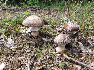 mushrooms in the forest