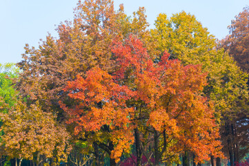 Hubei Wuhan East Lake Scenic Area Late Autumn Aerial Photography Scenery