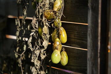 A closeup of rotten green tomatoes on wooden wall background