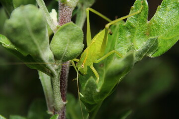 Green Garden Katydid (Caedicia simplex) on a plant leaf