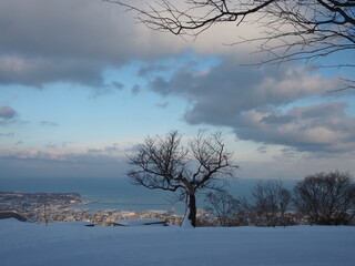 雪原に立つ冬枯れの木