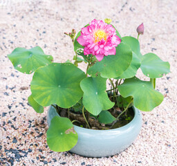 blooming lotus flower