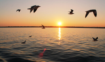 Seagulls flying and sunset 