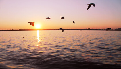Seagulls and Sunset 