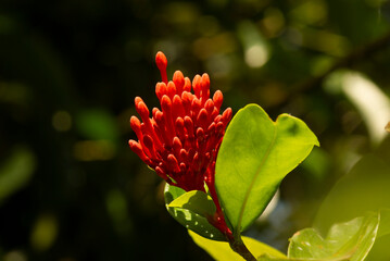 Ixora coccinea is a species of flowering plant in the family Rubiaceae.