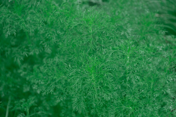 green background of Dill plant , Many medicinal properties that improve the work of the stomach.