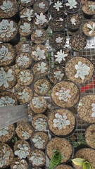 it's picture of suculen plants