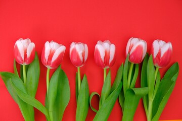 tulips flowers.red-white tulips on a  red background.spring flowers background.Flower card. Blank postcard.copy space. International Women's Day, Mother's Day.