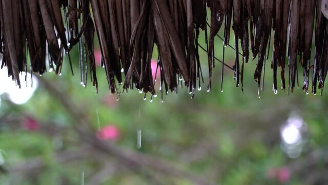 Tropical summer rain falling big rain drops falling down on straw roof in garden on the island of Zanzibar, Tanzania, east Africa, close up