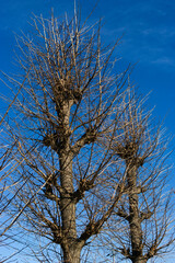 tree against sky