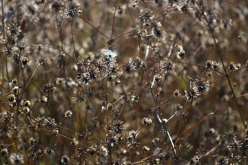 Fototapeta premium close up of wild grass