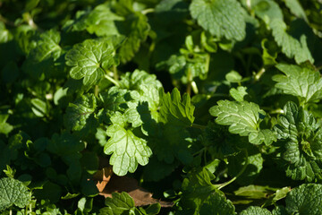 green leaves background