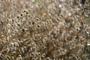 close up of a withered grass