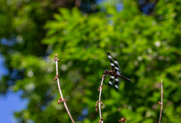 Close up view of a black and white winged dragonfly perched on top of a bare shrub branch with green foliage and blue sky background