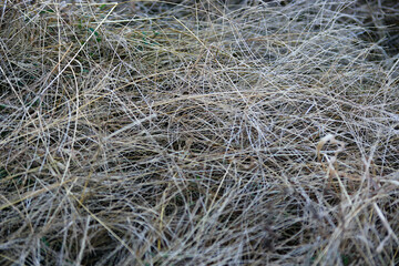 withered wild grass
