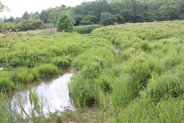 夏の高原。戦場ヶ原は奥日光に広がる湿原。中禅寺湖をめぐって男体山（二荒山）と赤城山の神様がそれぞれ大蛇と大ムカデに化身し戦った場所と伝わる。