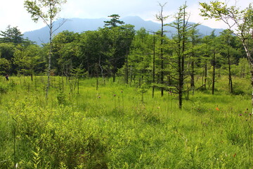 Fototapeta premium 夏の高原。奥日光戦場ヶ原。戦場ヶ原は奥日光に広がる湿原。中禅寺湖をめぐって男体山（二荒山）と赤城山の神様がそれぞれ大蛇と大ムカデに化身し戦った場所と伝わる。