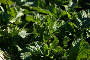 close up of green leaf