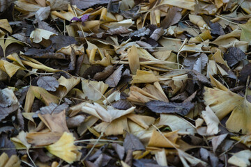 yellow leaves on the ground