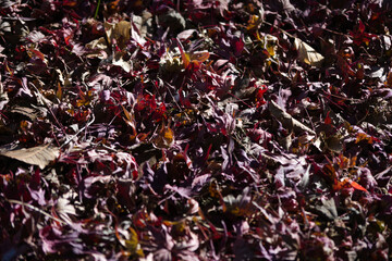 red leaves on the ground