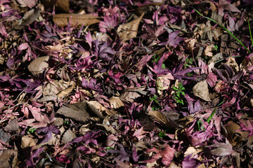 leaves on the ground