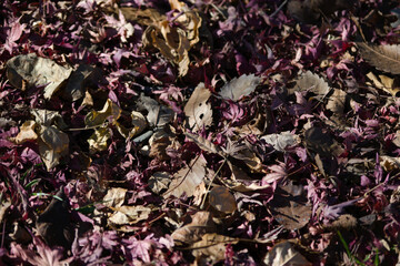 fallen leaves on the ground