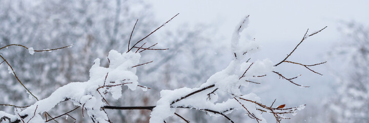 Snow on the branches of trees and bushes after a snowfall. Beautiful winter background with snow-covered trees. Plants in a winter forest park. Cold snowy weather. Cool texture of fresh snow. Panorama