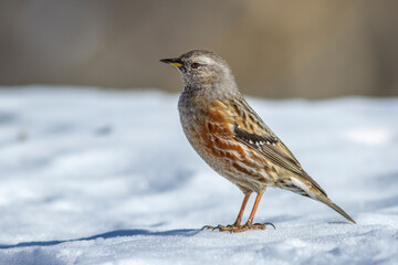 Alpenbraunelle (Prunella collaris)