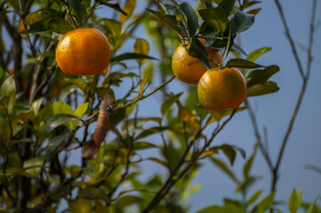 Oranges at Sittong Village, Darjeeling #darjeelingoranges