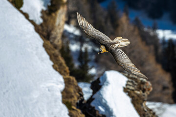 Bartgeier (Gypaetus barbatus)