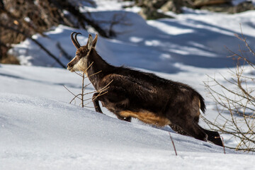 Gämse (Rupicapra rupicapra)