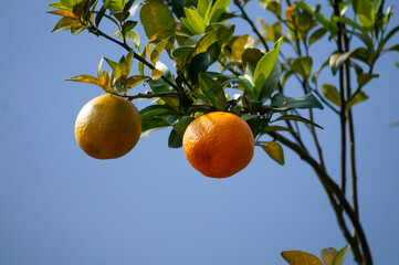 Oranges at Sittong Village, Darjeeling #darjeelingoranges