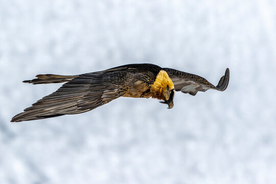Bartgeier (Gypaetus barbatus)