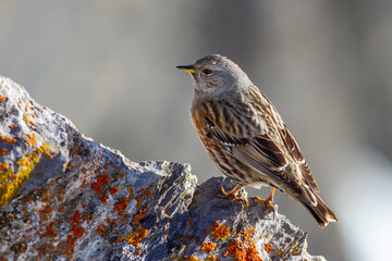 Alpenbraunelle (Prunella collaris)
