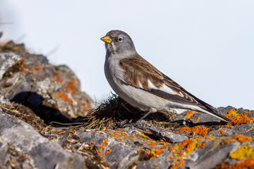 Schneesperling (Montifringilla nivalis)