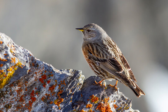 Alpenbraunelle (Prunella collaris)