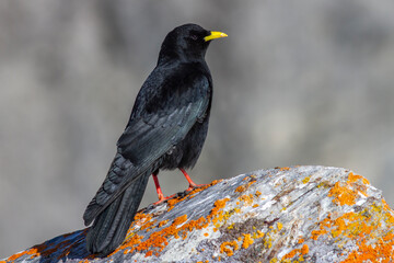 Alpendohle (Pyrrhocorax graculus)