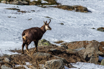 Gämse (Rupicapra rupicapra)