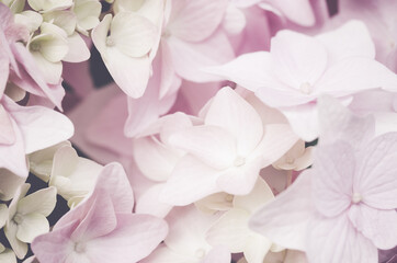 A background of Hydrangea flowers in pastel color perfect for background