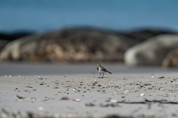 Funny little black and white birdie on the beach seals in the background. Dune, Germany