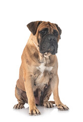 puppy bullmastiff in studio
