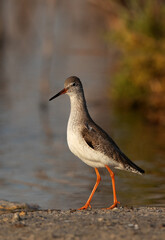 Portrait of a Redshank at Asker marsh, Bahrain