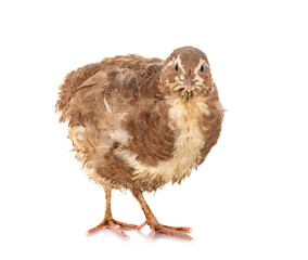 japanese quail in studio