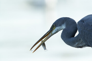 Western reef heron with fish at Tubli bay, Bahrain