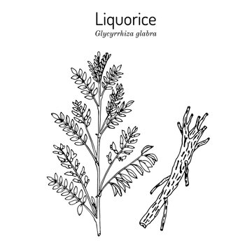 Liquorice Glycyrrhiza glabra , medicinal plant.