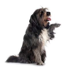Pyrenean Sheepdog in studio